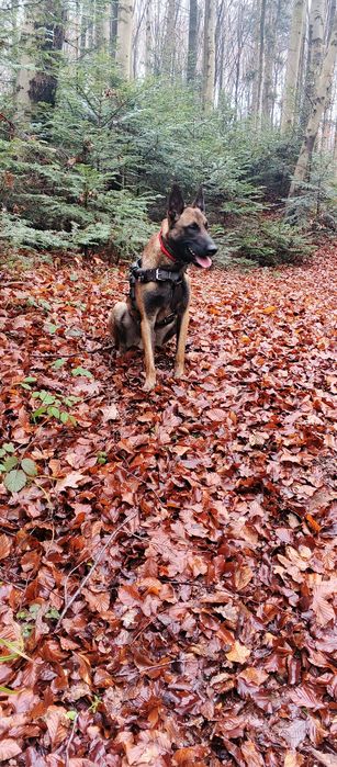 Бельгійська вівчарка(малінуа)кобель для в'язки