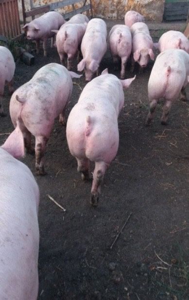 Туші свиней  м’ясо свинини на замовлення