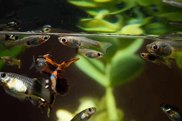 Gupik rybka akwariowa