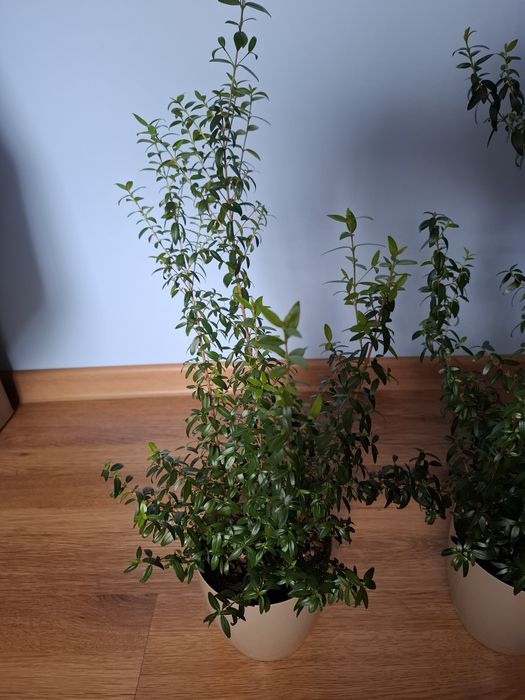 Mirt roślina doniczkowa