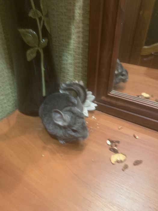 Домашні ручні гризуни