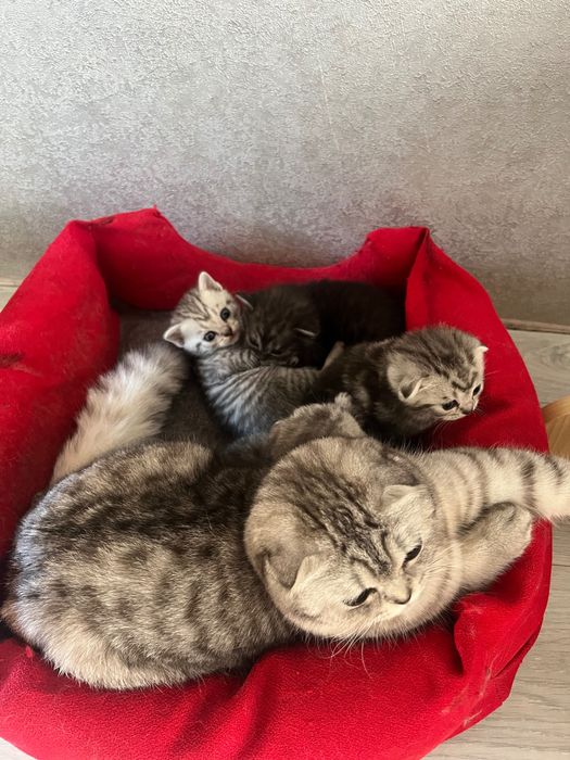 Шотландські кошенята