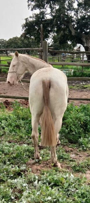 Égua Isabel PSL - pontuada