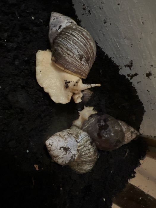 Achatina Slimak Afrykański