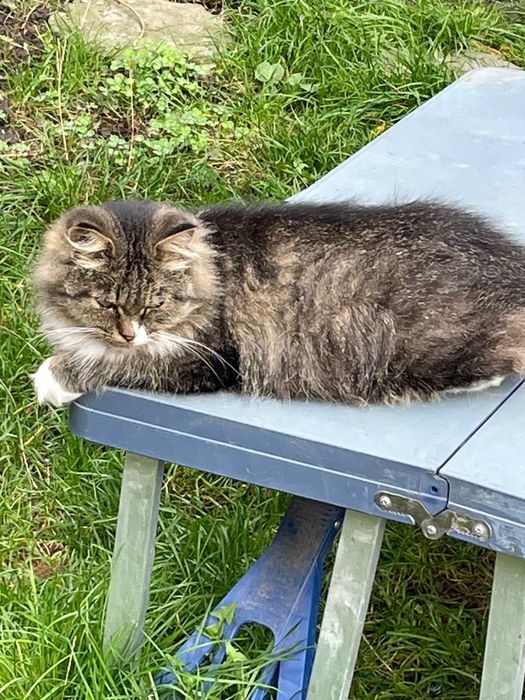 SOS! Чудові котики в добрі руки