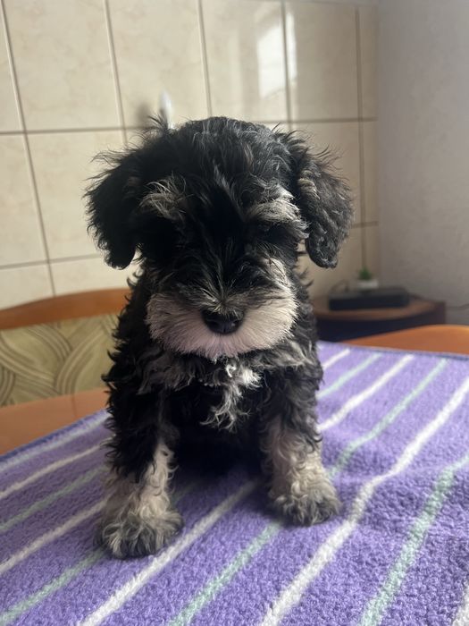 piesek sznaucer miniaturowy