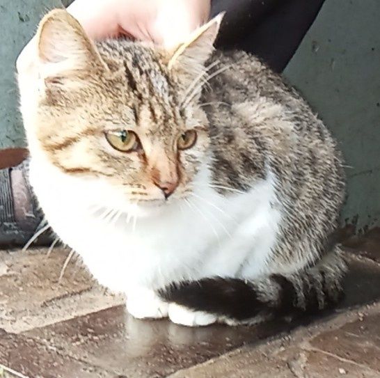 Срочно отдам кошечек  в добрые руки!