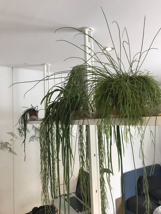 Plantas raras atualizado (Monstera, Anthurium, Amydrium, philodendron)