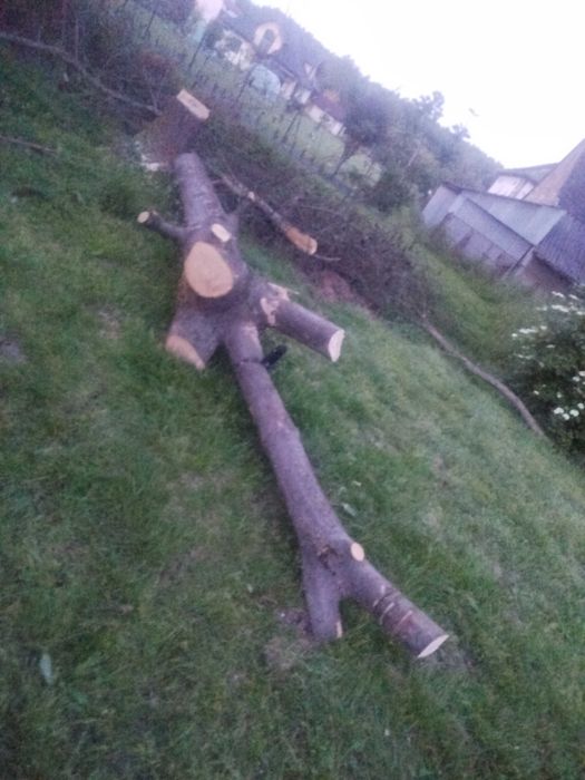 Drewno na opał Lipa