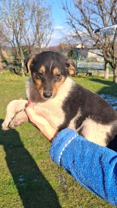 Цуценята шукають свій дім