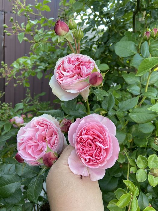 РОЗЫ РОЗЫ - продаю саженцы роз; розы  корнесобственные !