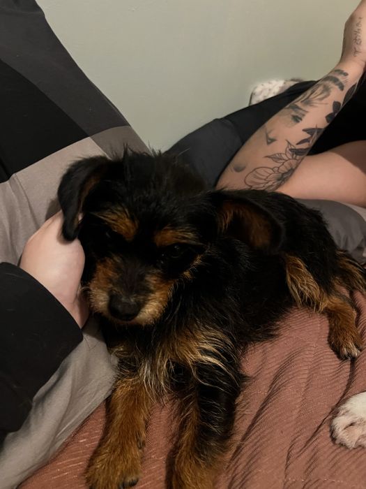 Cadelinha para adoção