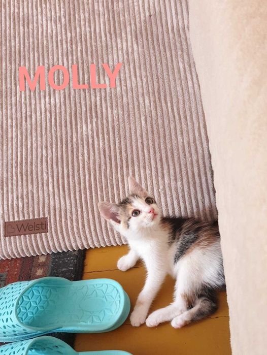Kociaki z lasu do adopcji