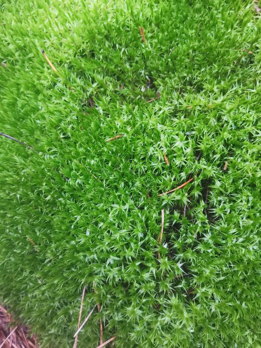 Мох, лісовий мох для домашніх тварин та декору