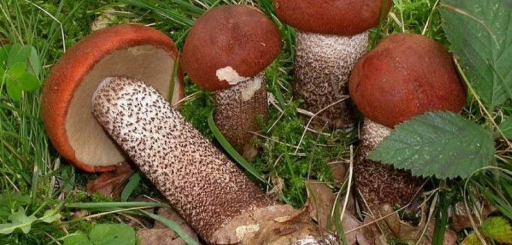 Сушені гриби,підберезник,підосисиновик, сушеные грибы,з карпат