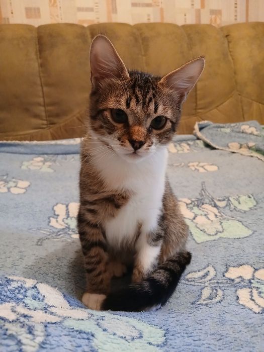 Шукаю кошеняткам родину