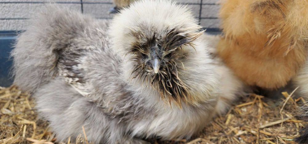 Komplet kur Silek sprzedam