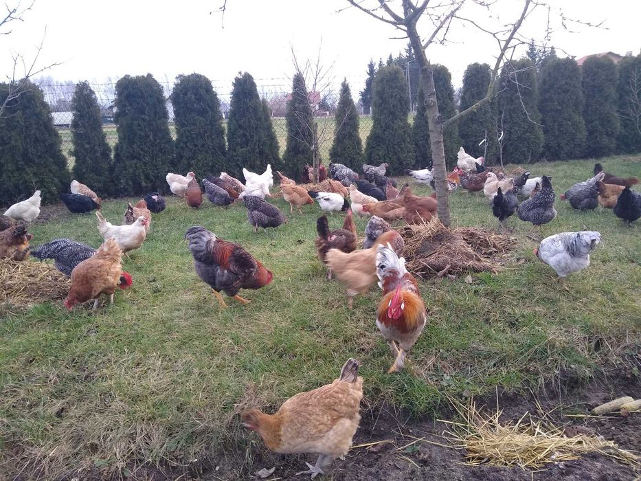 Miksy kolorowe jaja lęgowe, wysyłka