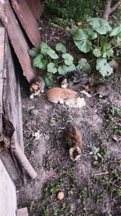 Кошенята в добрі руки, Терміново