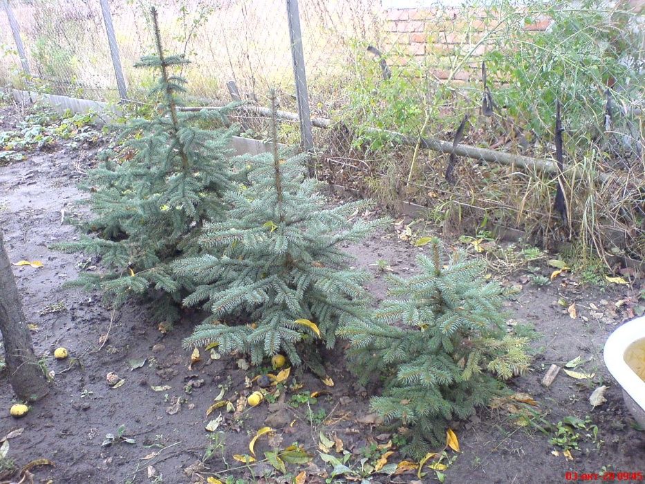 Ель голубая на корню