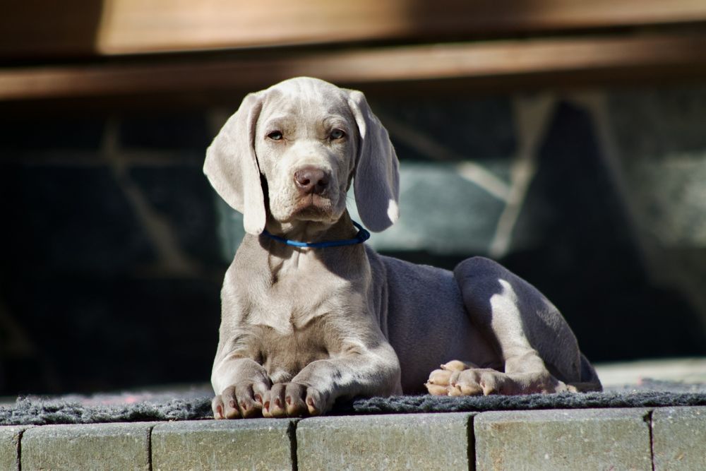 Wyżeł Weimarski Krótkowłosy-piesek hodowla ZKwP/FCI