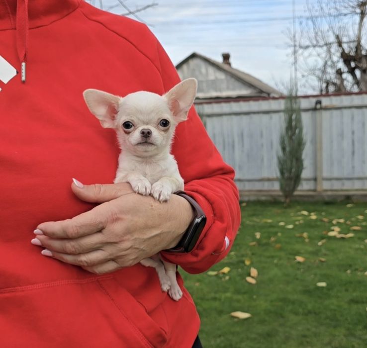 Чихуахуа. Чарівні красунчики.