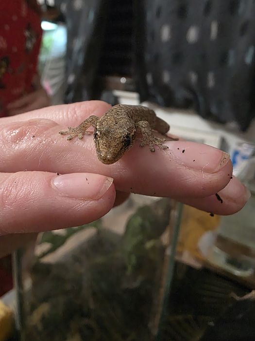 Gekony płaczące młodziaki