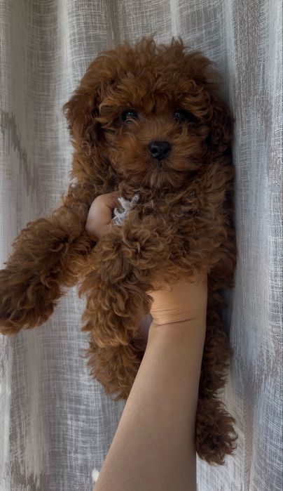 Poodle toy VIP mini