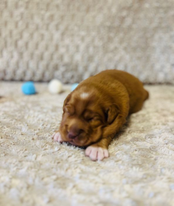 Цуценята Новошотландського ретривера