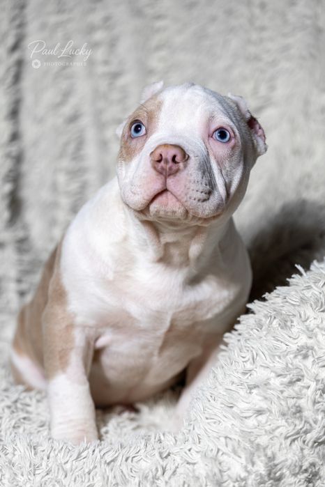 Голубоокий хлопчик , 2,5 міс