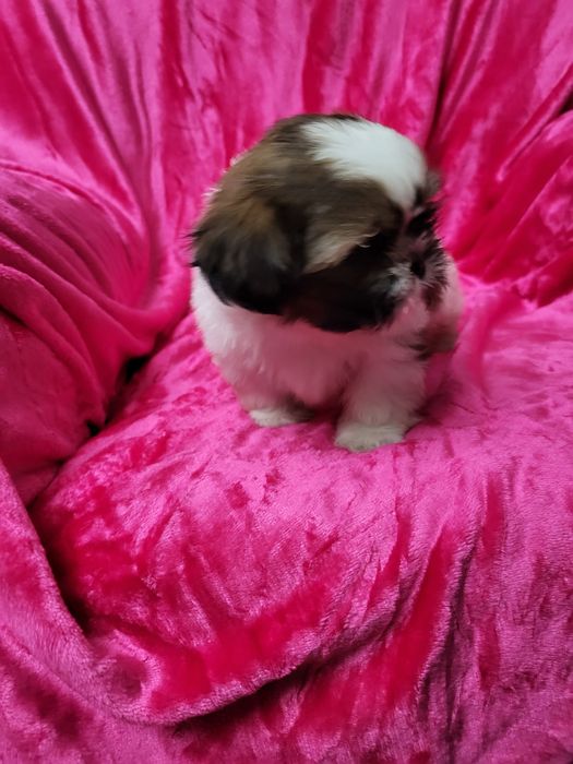Shih-tsu menina Qualidade