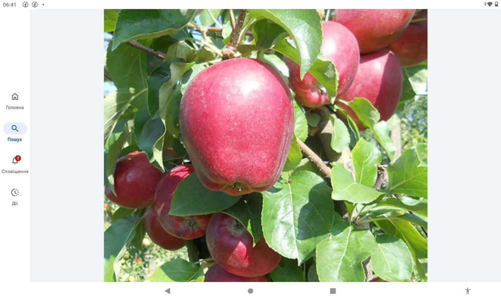 Продам сертифіковані якісні саджанці різних сортів яблуні