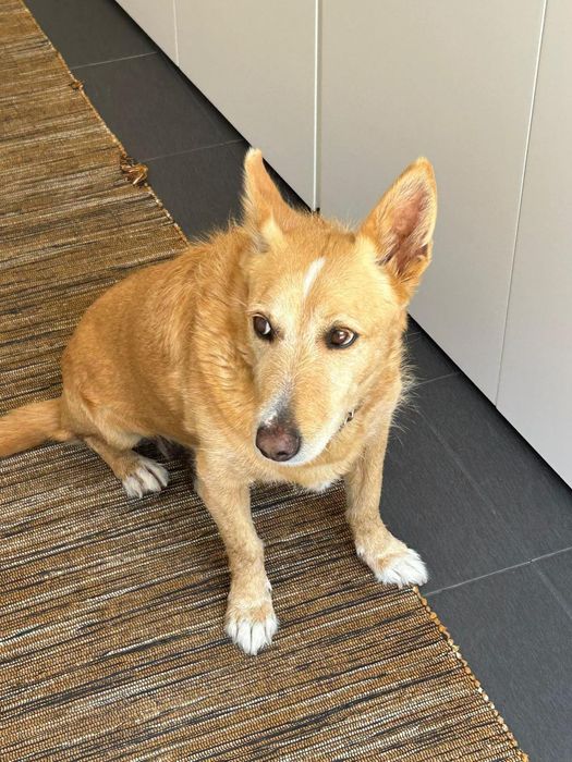 O melhor cão do mundo (porte pequeno) para adoção responsável