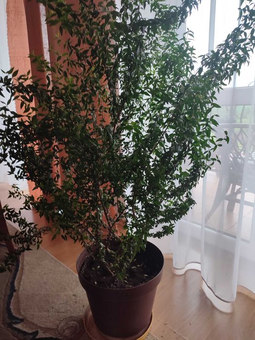 Mirt w doniczce piękny