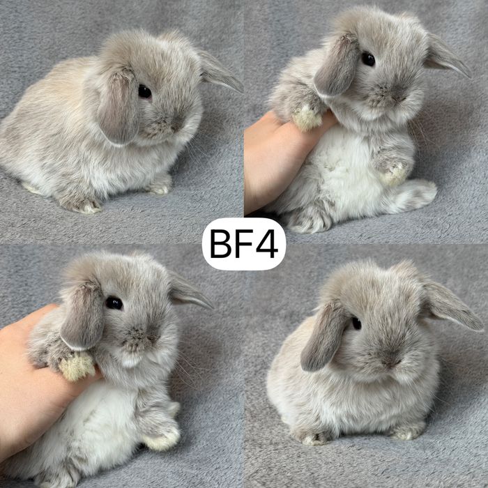 Królik Baranek Miniaturka MINI LOP