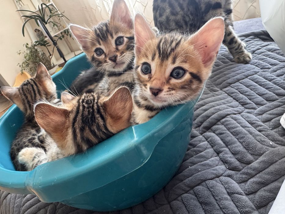 Бенгальські кошеннята.