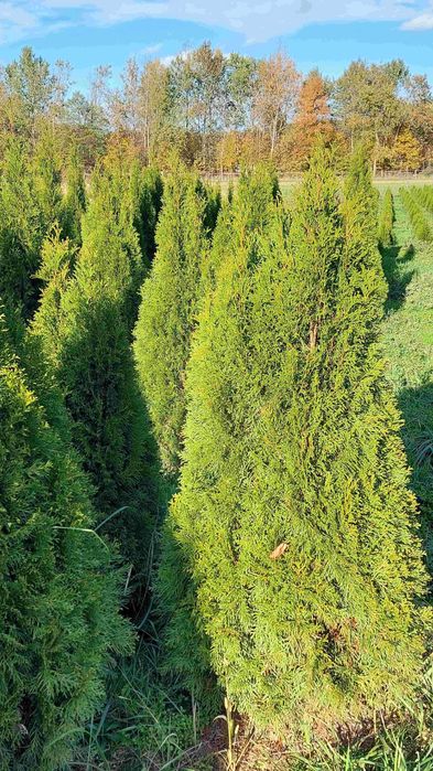 Thuja Smaragd zimozielona od 170 cm