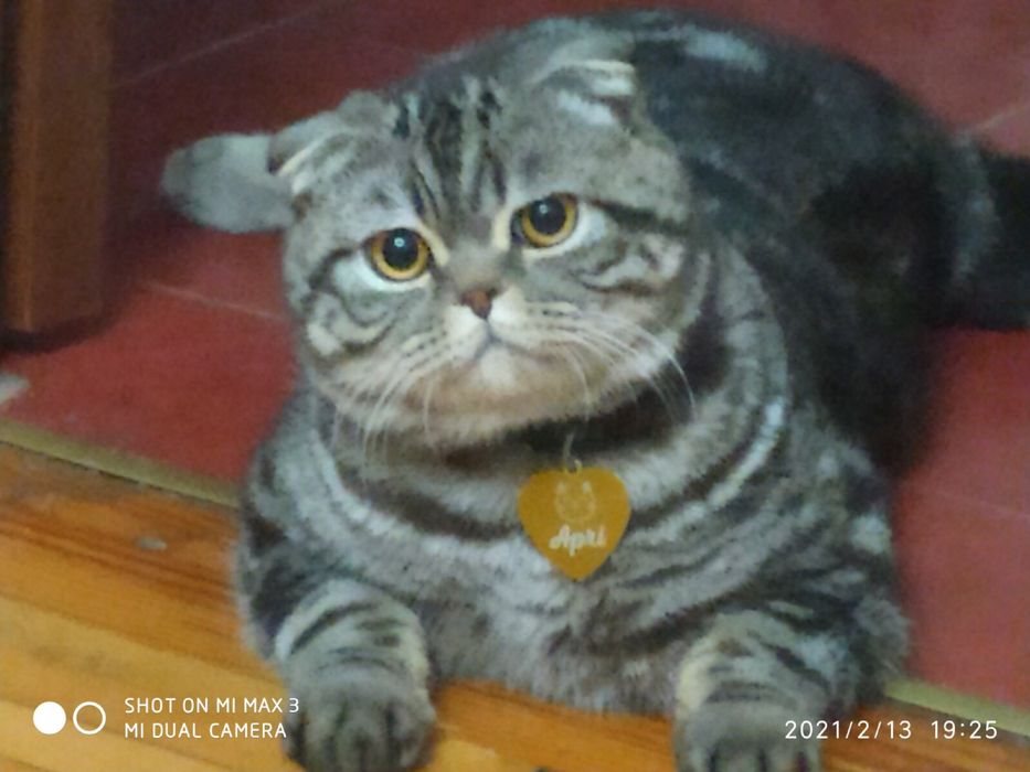 В’язка шотландський висловухий котик