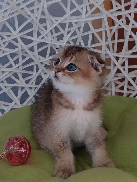 Грайливі котики вільні