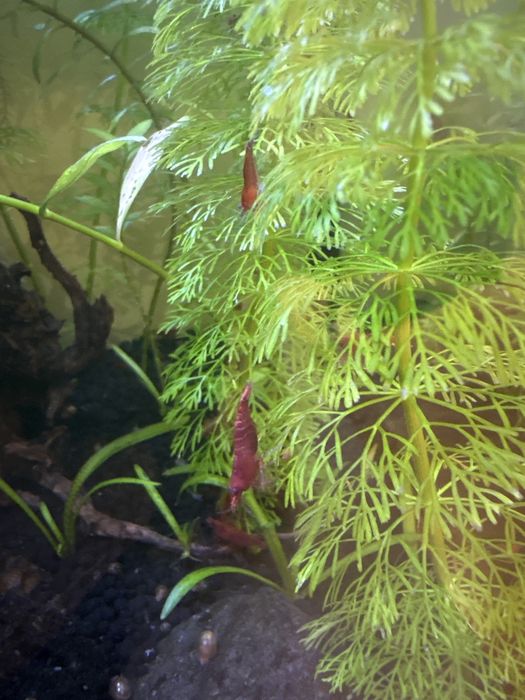 Camarões Neocaridina Vermelhos