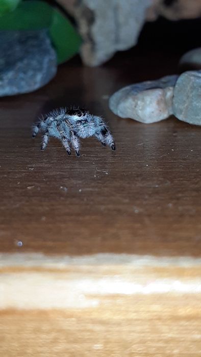 Phidippus regius white bahamas L9 samiec