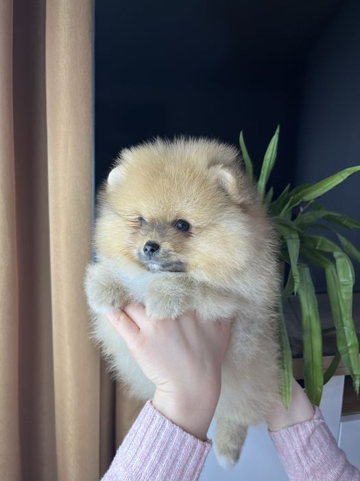 Pomeranian spitz Шпіц померанський