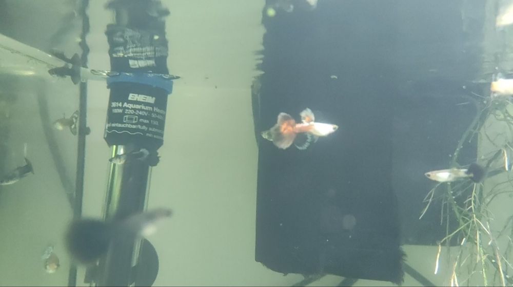 Guppys Diversas cores