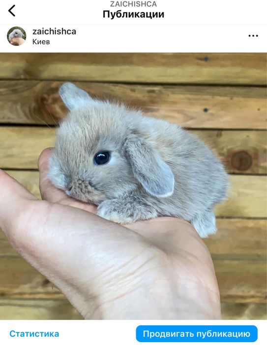 Справжні породисті міні карликові кролики