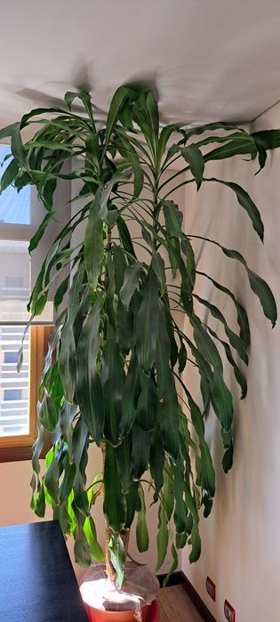 Planta de interior - Dracaena Fragrans (Pau-d'água) Gigante – 2,40m