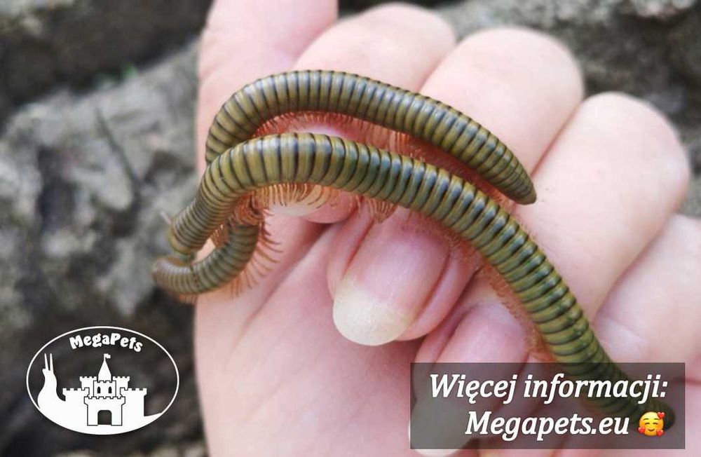 Krocionóg Analocostreptus gregorius Wije Karaczany Ślimaki Stonoga