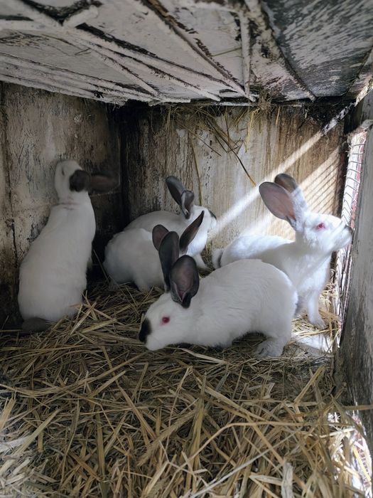 Króliki kalifornijskie