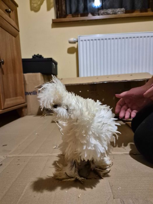 Silki USA, kury jedwabiste. Stado za 200zł