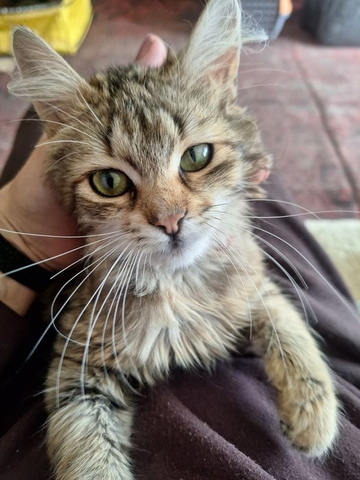 Кошечка в хорошие руки бесплатно. Кошка даром. Котенок. Котята.