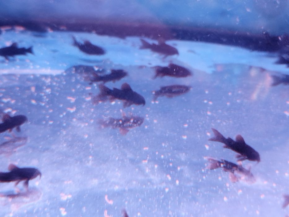 Kirys czarny corydoras scultzei